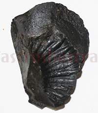 Shaligram 10779 25gm